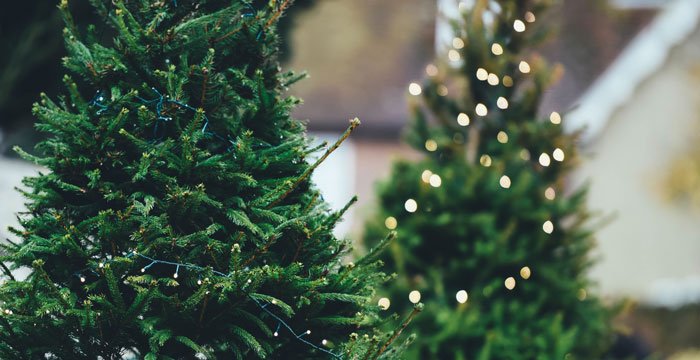 greenphilly_'s tweet photo. A full guide of where to recycle those Christmas Trees, #Philly: https://t.co/dhBaQ3RhaW https://t.co/BrZyPCz7yt