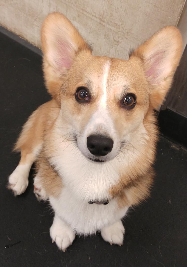 We're #happy to see Henry is so #smiley this morning! #Corgi #backtowork #NewYear #dogsoftwitter #dogsofvancouver