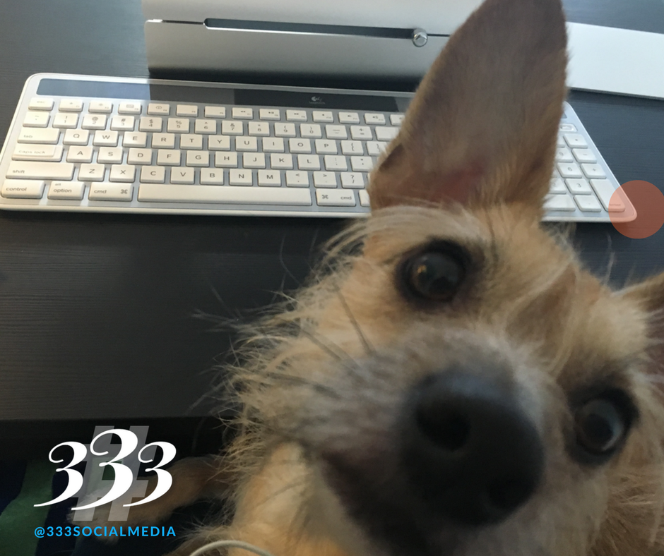 clowry333's tweet photo. A #HomeOffice without my #puppy would not be a place for me!  #PetsAtWork #SocialMediaLife https://t.co/PVc2O5C3zx
