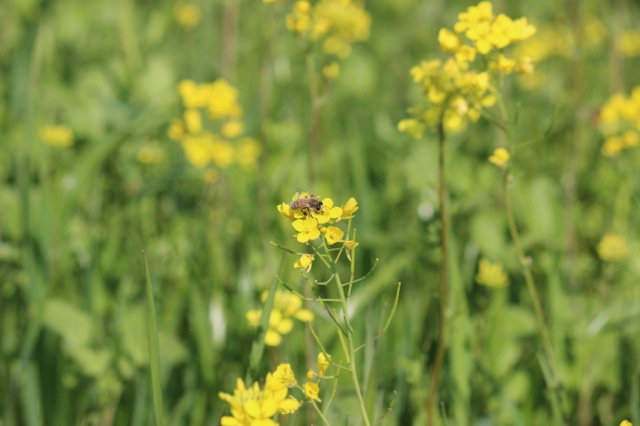 almondboard's tweet photo. Refresh your knowledge on honey bee best management practices with in-the-orchard workshops this January. https://t.co/1uSTbLNb6k https://t.co/Zjp7UQHnJf
