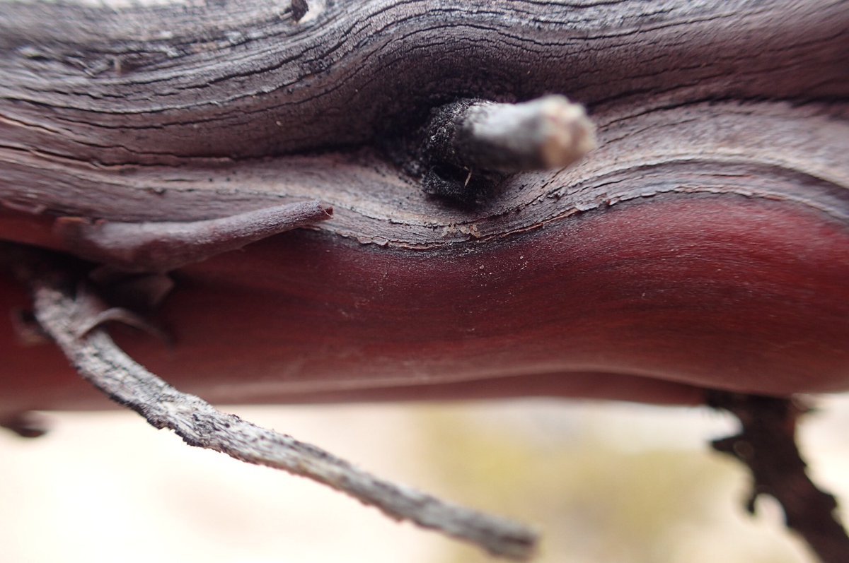 Queenie4OSU's tweet photo. Textures from Red Rock National Park. Not bad for a point &amp; shoot that can dunk &amp; tumble. #nofilter #olympus #tg4 https://t.co/08OwiaPmrD