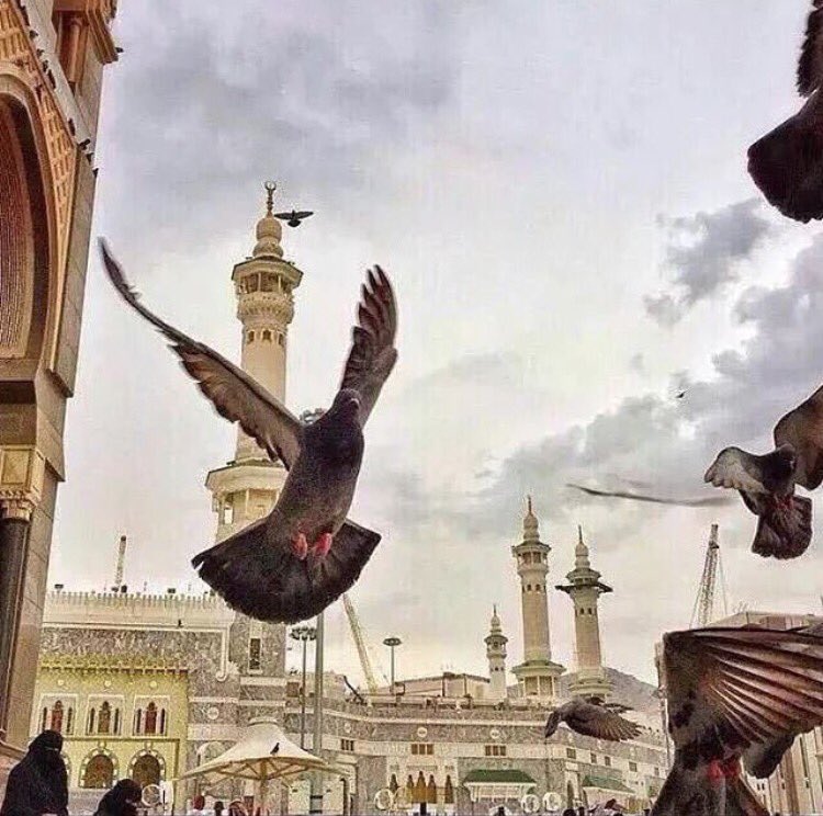 fahed_rashid's tweet image. إجعلوا احلامكم كحمام الحرم 🕊🕊
مُحرم قتلها