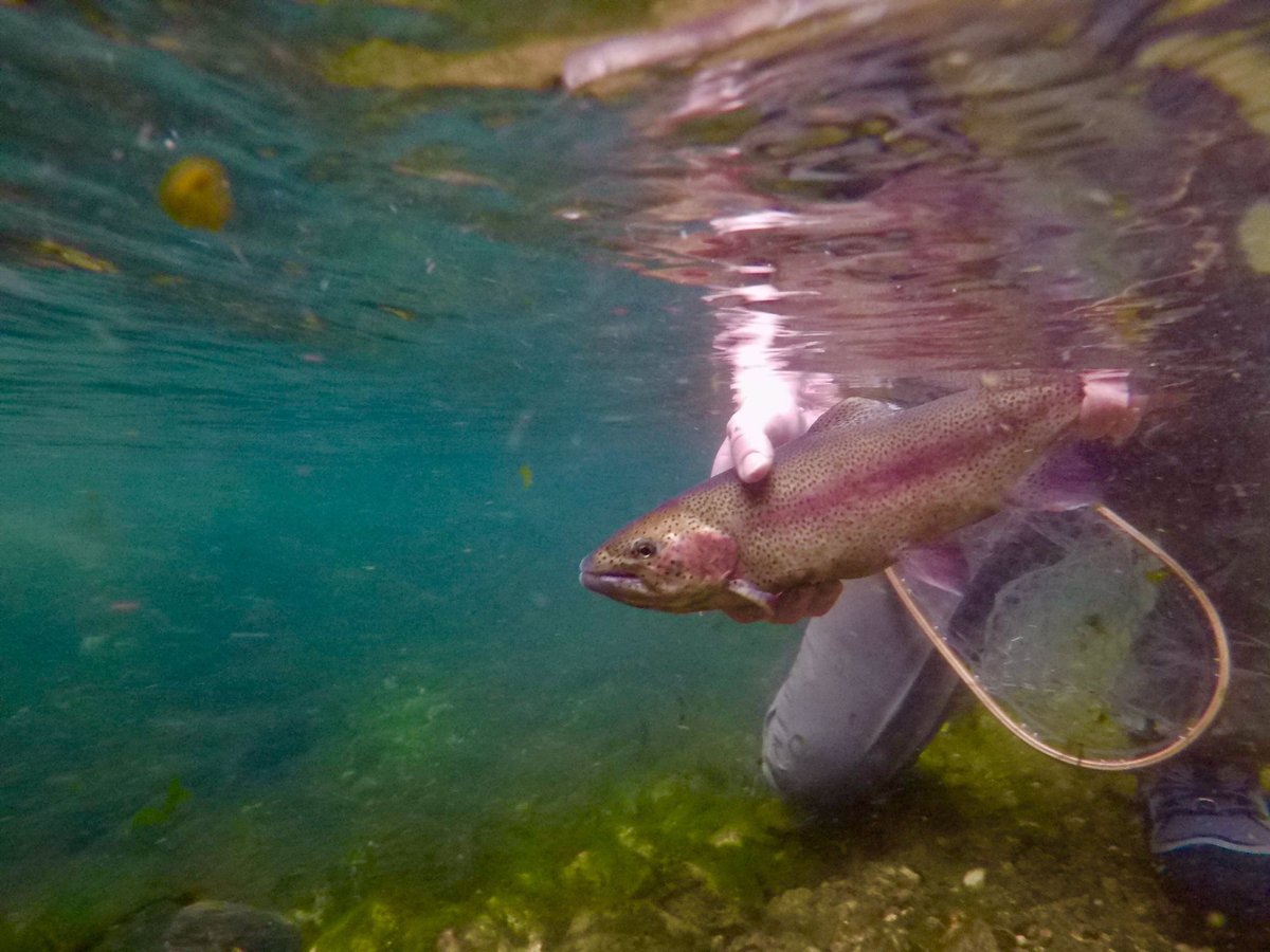 CBrownTrout's tweet photo. @GoPro killing it with this shot from the weekend https://t.co/4SurBxeUi6