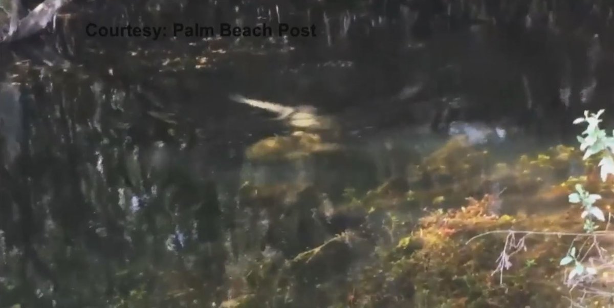 Video shows python wrestling gator in Everglades bit.ly/2j5qvG9 https://t.co/qJibekNqRF