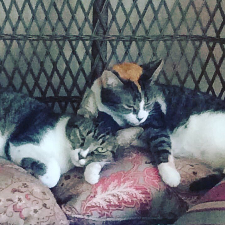 causeforpawsfl's tweet photo. #mother #daughter #caturday #catsofinstagram #familylove #adoptdontshop #causeforpawsfl #nonprofit https://t.co/i2RFy1dcDB