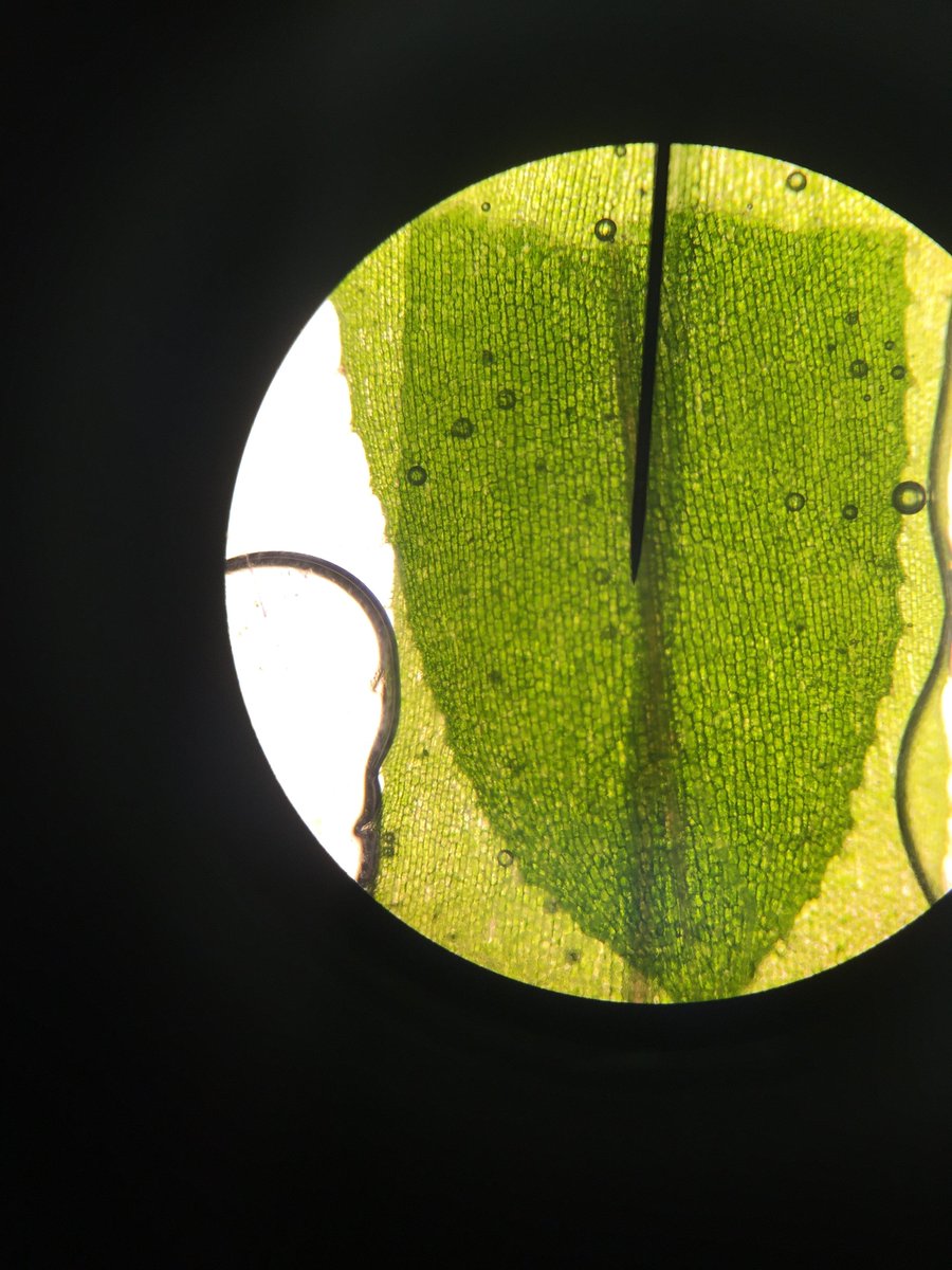 Mrs_Mongelli's tweet image. Day 69 Bio: #Microscopelab! Ss submitted images taken on smartphones for a microscope photo contest! Here's one example. #rtnj180 #teach180