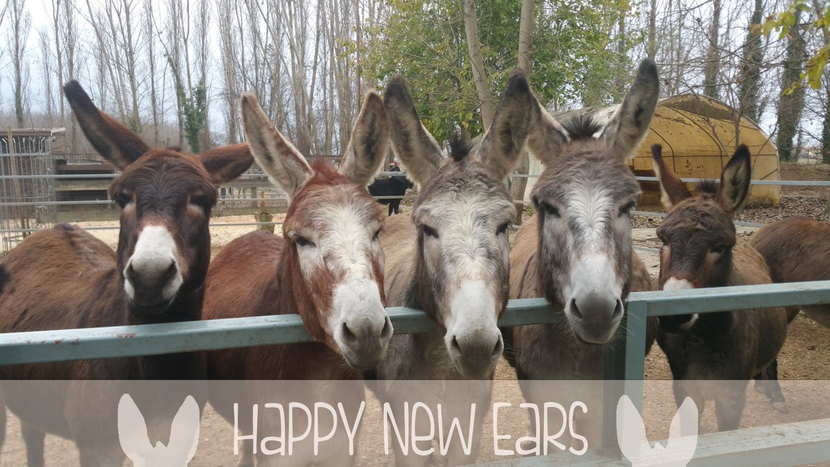 teecotee's tweet image. Happy new year! Happy new ears ^_^ 2017 #HAPPYNEWYEAR #happy2017 #animals #donkeys #DonkeysOfTheYear #animallike #love