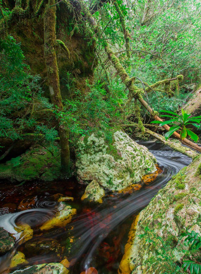 NicHaygarth's tweet photo. Mackintosh Creek, north-western Tasmania
#redrivers #Tasmania #tannin #rainforest #nativelaurel https://t.co/WdgMiSxFAt