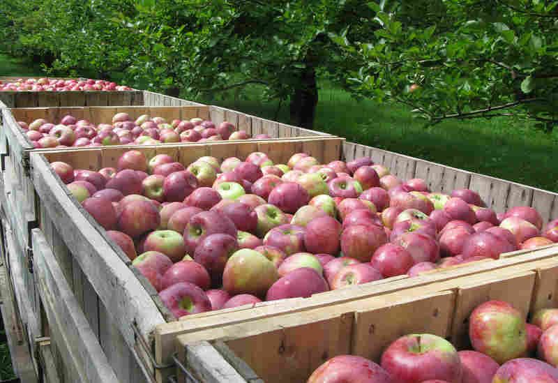 DrinkingCiders's tweet photo. Keeping Heirloom Apples Alive Is 'Like A Chain Letter' Over Many Centuries https://t.co/L70YqvkWmV https://t.co/rVq3FxVIFO