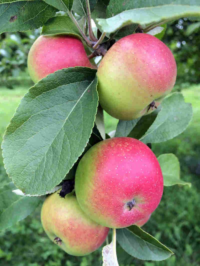 DrinkingCiders's tweet photo. Keeping Heirloom Apples Alive Is 'Like A Chain Letter' Over Many Centuries https://t.co/L70YqvkWmV https://t.co/rVq3FxVIFO