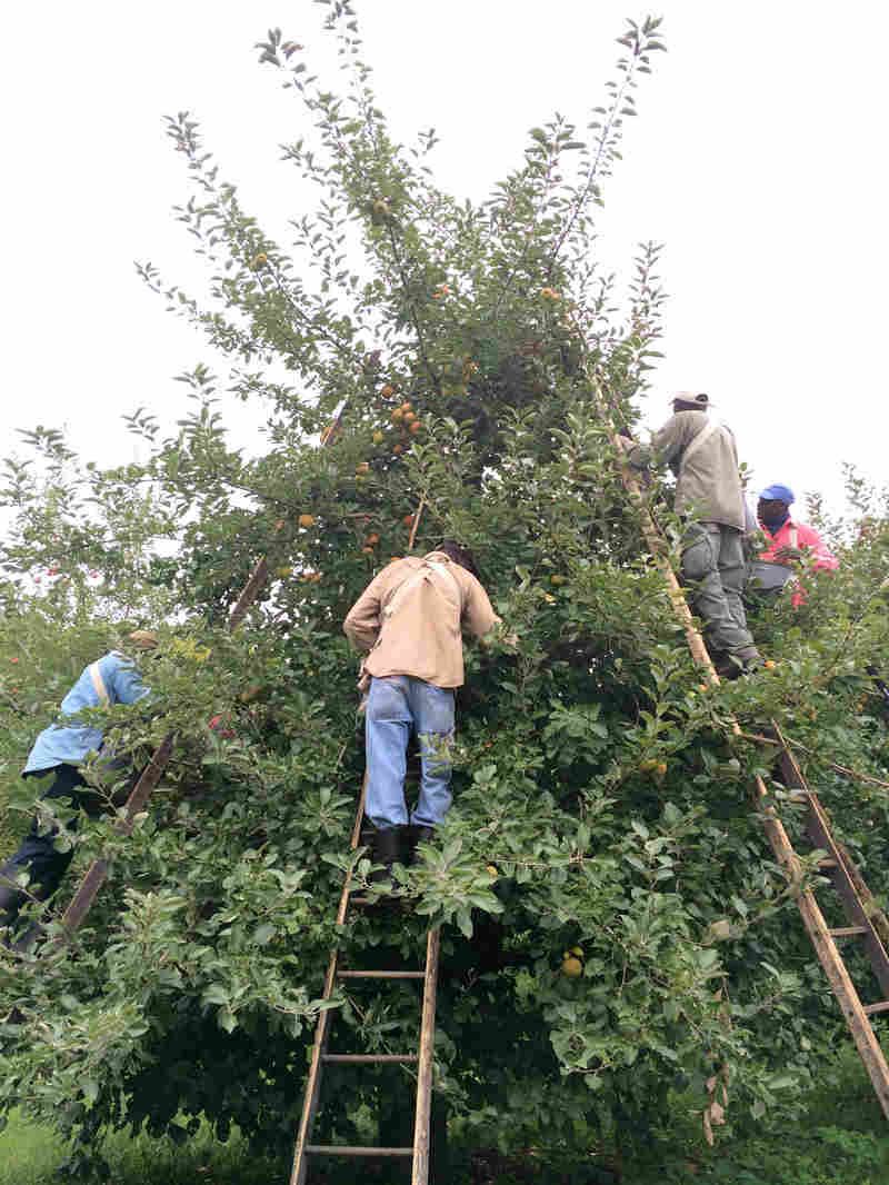 DrinkingCiders's tweet photo. Keeping Heirloom Apples Alive Is 'Like A Chain Letter' Over Many Centuries https://t.co/L70YqvkWmV https://t.co/rVq3FxVIFO