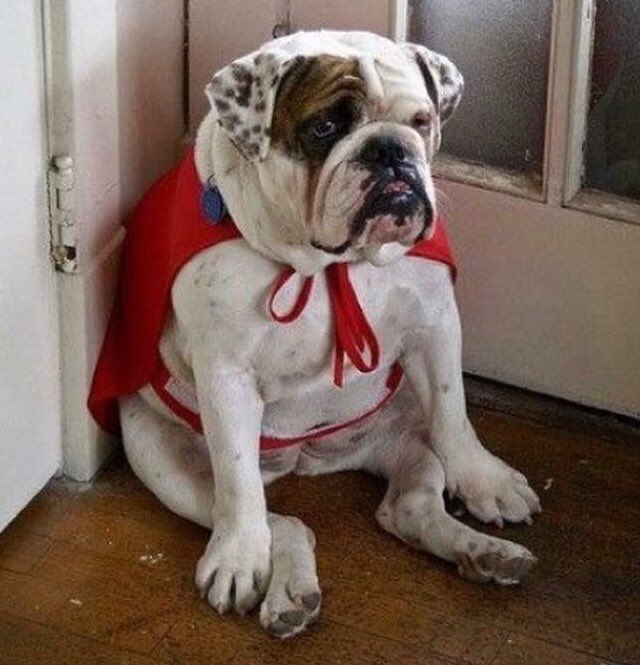 FitKibble's tweet image. Me trying to get back to work #tuesdaymotivation