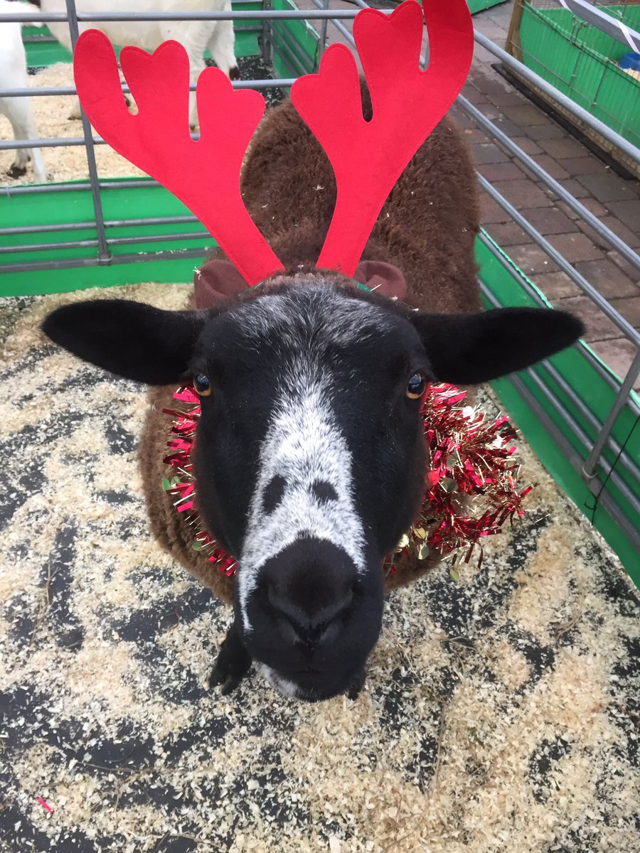 fishersmobile's tweet photo. Hope everyones had a great Xmas & new year! We're busy getting prepared for lambing & kidding... #babyanimals #exciting #fishersmobilefarm https://t.co/lKpBraa6c6