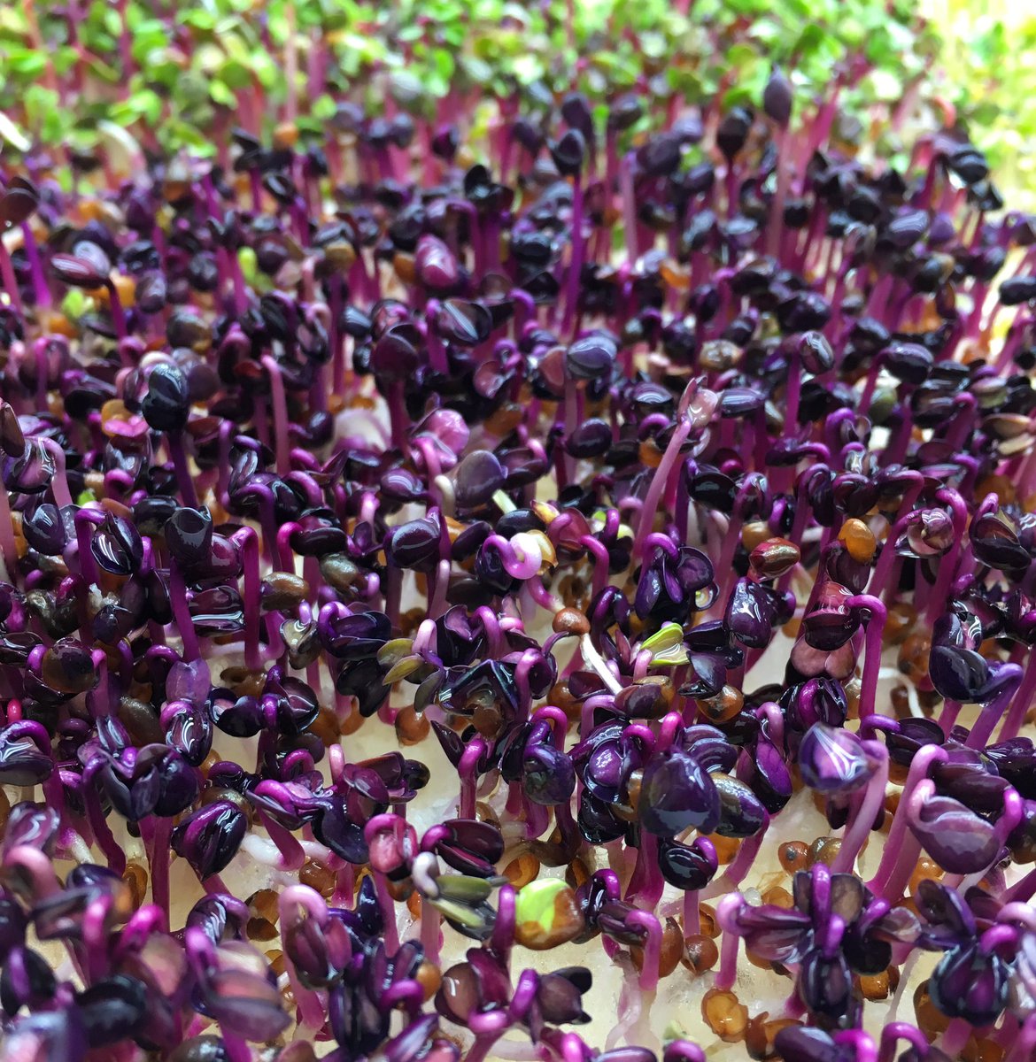 New Growth, New Year