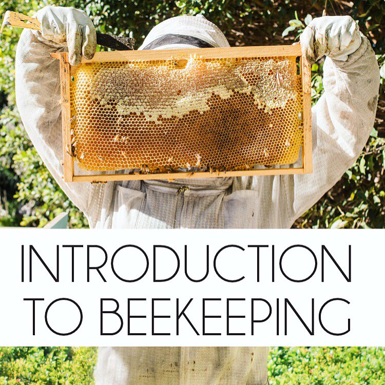 BeeHavenMead's tweet photo. #savethebees: ONLINE INTRODUCTION TO BEEKEEPING CLASS https://t.co/Eu0T7iYVWr ~BeeKeepingLikeAGirl https://t.co/H0W8Z9K0Z5