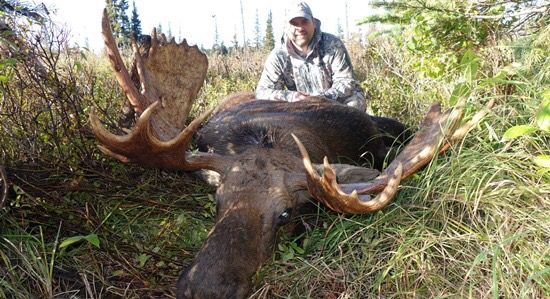 HunttheNorth's tweet image. This British Columbia moose hunt puts down average rack sizes from 40-55": buff.ly/2hOCIPf #moosehunts #bc