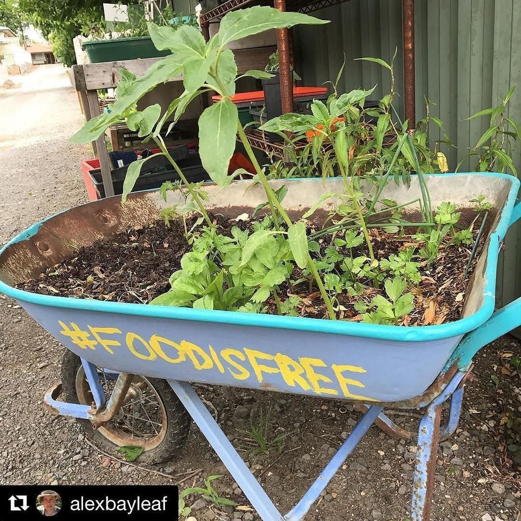If you've got extra zucchini or any other backyard produce this summer, drop it off at the @foodisfreelaneway on Wa…