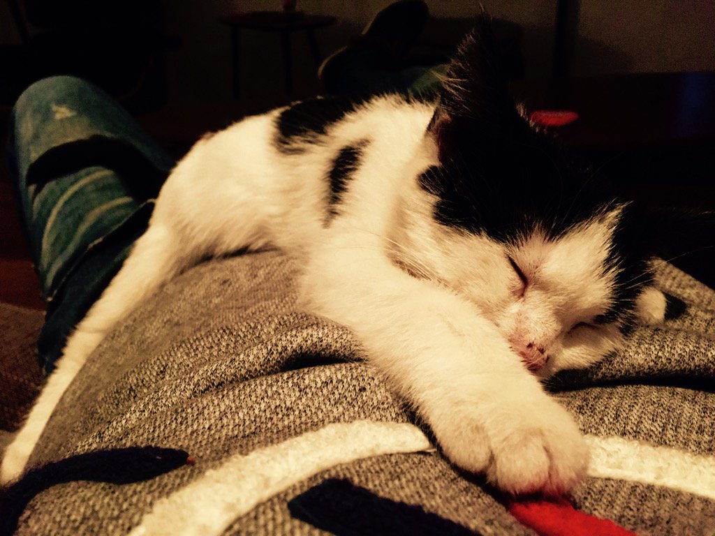 TimVerreth's tweet image. Eentje blij da ik terug thuis ben... #spinnen #vanafvolgendeweekikook #fanatics