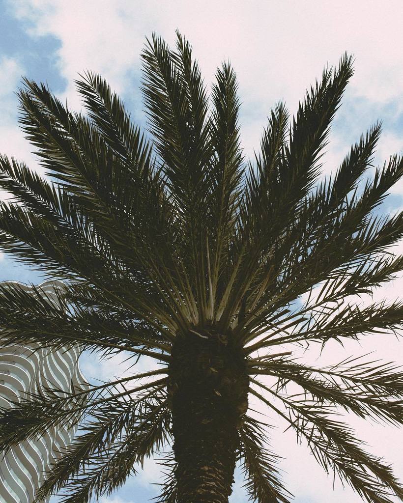 ItsMeTobyJo's tweet image. tropichop (hello again pollo tropical)😋🍴 ift.tt/2i7tx8S