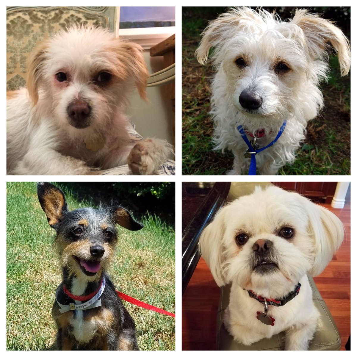 Perfect Pet Rescue (PerfPetRescue) Twitter