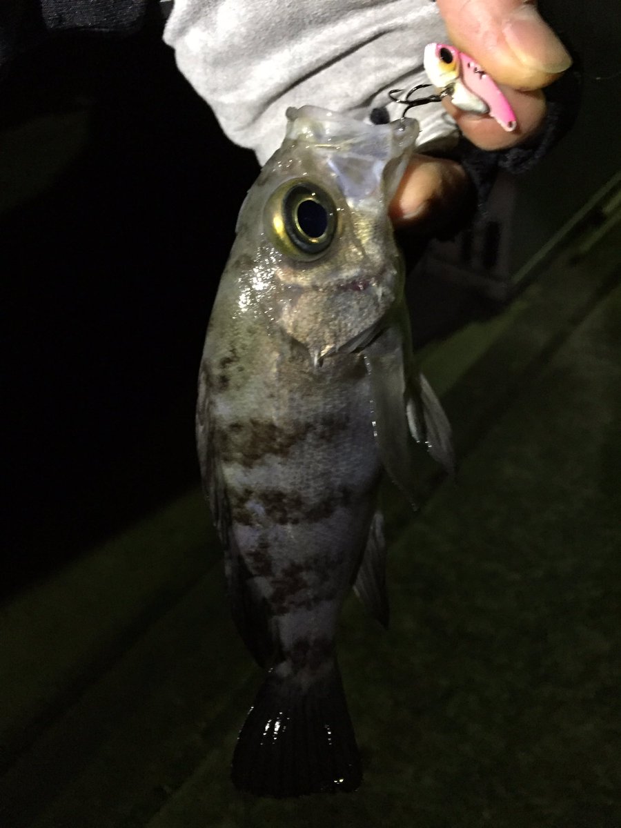 namatamanama's tweet photo. 調子乗って行ってたらなかなか釣れなくなってきた…とりあえず持って帰って味噌汁♪♪٩( 'ω' )و
#眼張通信 #春告魚通信 #眼張 #春告魚 #メバル #ガシラ #カサゴ #rockfish #tulala #dranckrazy #indie610 #revoalcbf7 https://t.co/xzFzeiO2Pa