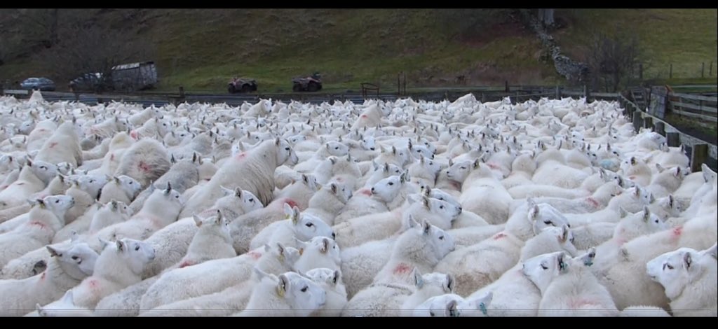 emmabrad72's tweet photo. Bit of a dosing job on 😳#sheep365 #farmingdaily #livingthedream https://t.co/W15XguFJtY