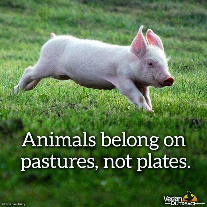 Animals belong on pastures not plates! #vegan