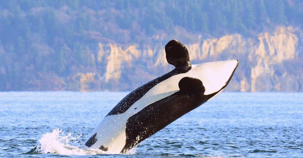 jeffrey_ventre's tweet image. #Blackfish J1 (Ruffles) &amp;amp; Granny J2 were the 1st #Blackfish I ever met. So pleased 2 share this 8mm vid from 1996 youtu.be/radJhcavd6c