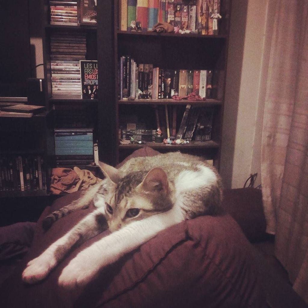 ValeKementari's tweet image. #PlottingMurder #CatOwnerProblems #SoAfraid #ImAGoner ift.tt/2hQJceT