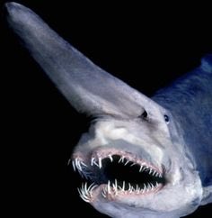 Cape Fear tweet media