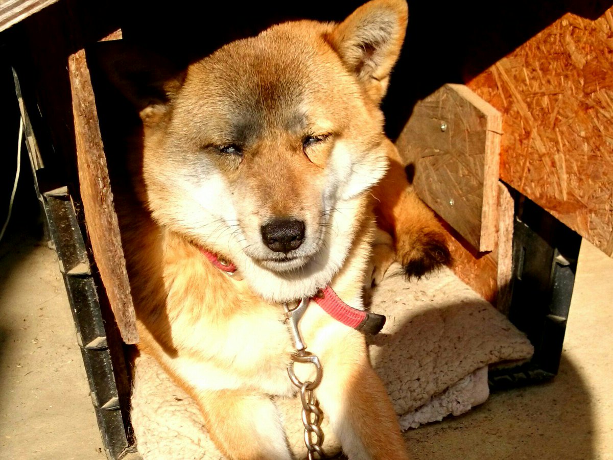 ほんとに同一犬物 炭に顔を突っ込んじゃったわんこがかわいい Togetter