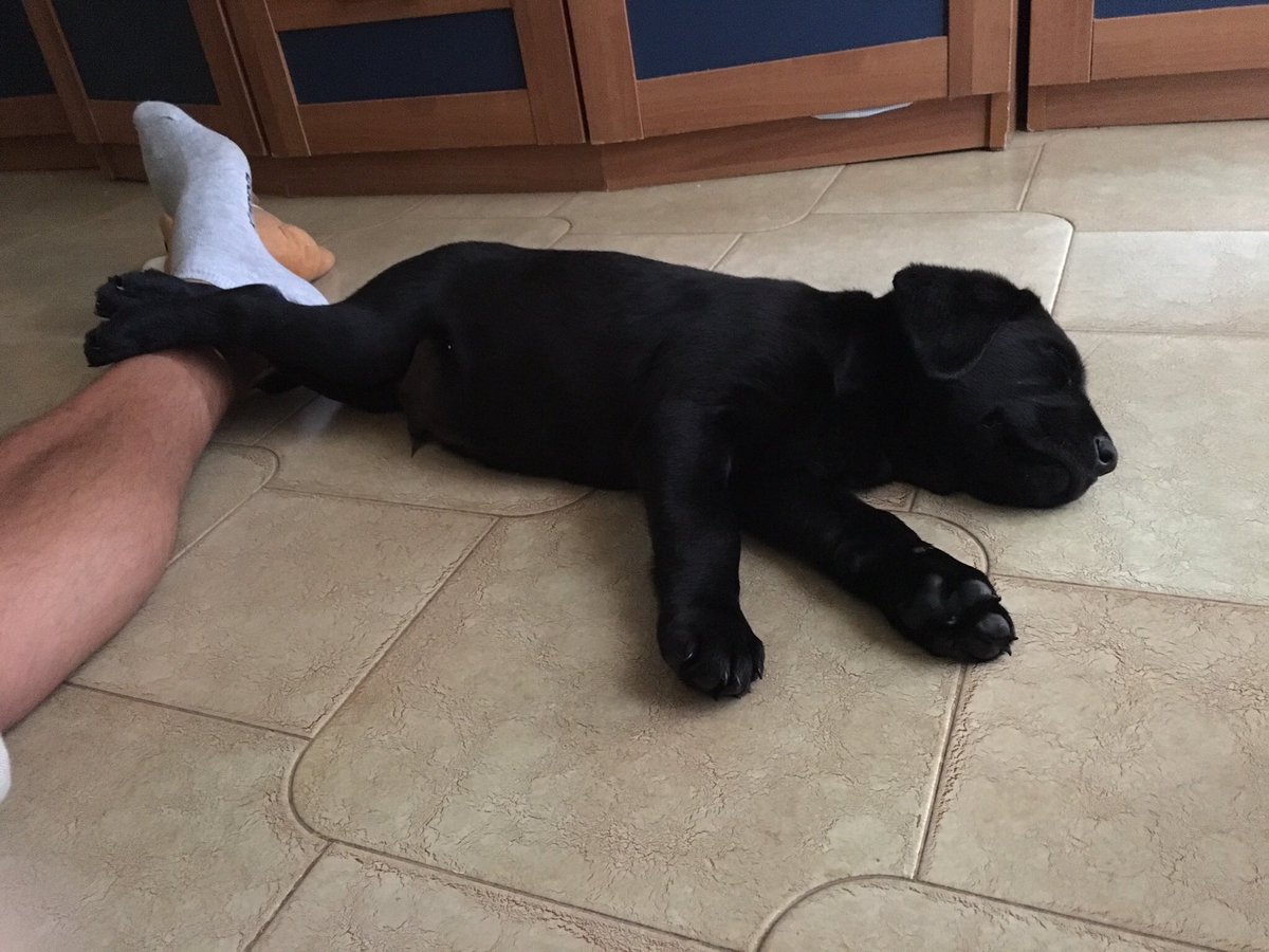 BudMJSpencer's tweet photo. #Budmylab #Blacklab #Labrador #animals #animal #pet #TagsForLikes #dog #dogs #photooftheday #cute #pets #instagood #animales #cute #love https://t.co/FcwmLETpLk