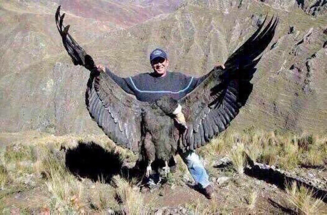 #SaveTheBirds 💔 Sólo un IMBÉCIL-psicópata mata 1 Cóndor andino y se fotografía con el cadáver 😿
RT Si merece PRISIÓN