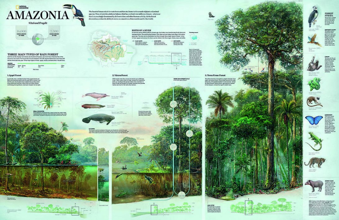 FemoraleShells's tweet photo. Amazon Rain Forest, infographic,https://t.co/tIRg0qEjLG #Amazon #RainForest #Biodiversity #Conservation #Fauna #environment #ecossystem https://t.co/2WVfzUOf0V