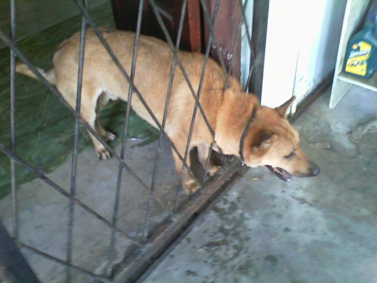 Bomba Dan Penyelamat Malaysia On Twitter 2 10 2016 Menyelamatkan Seekor Anjing Tersepit Di Celah Pagar Besi Di Lorong 2b Kampung Perpindahan Marudi Sarawak Pada Pukul 3 31 Petang Https T Co Hferec6ffe