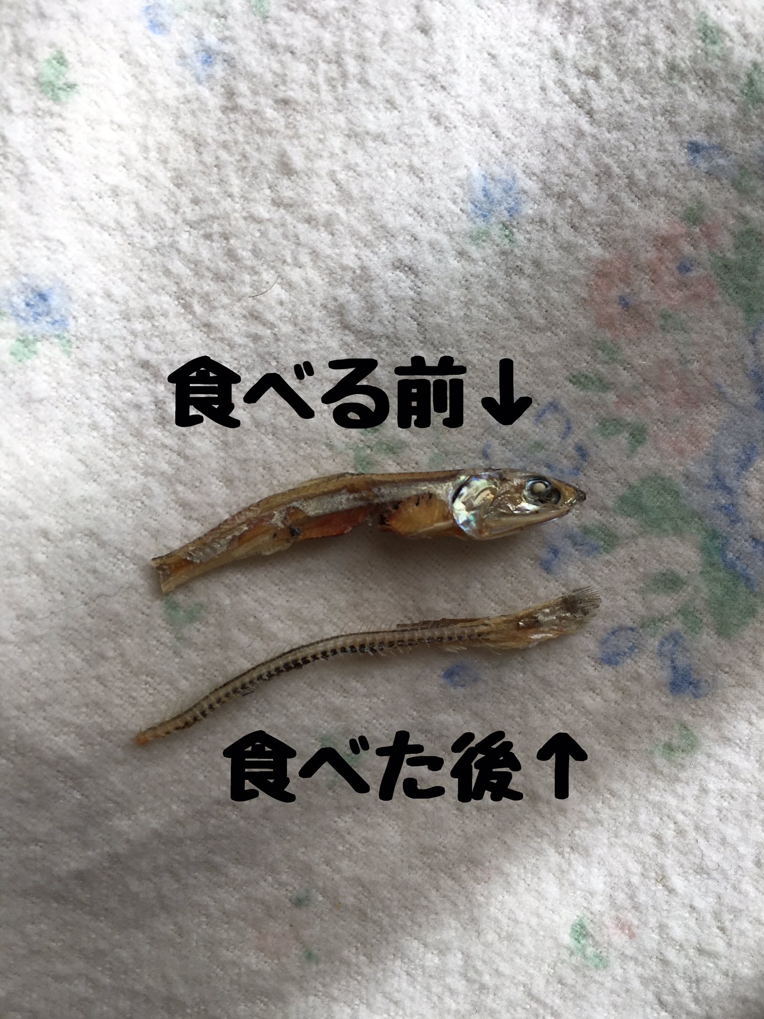 職人技かな ハムスターの煮干しの食べ方が丁寧すぎて感動すら覚える 話題の画像プラス