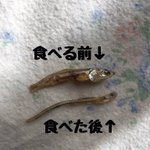 職人技かな？ハムスターの煮干しの食べ方が丁寧すぎて感動すら覚える!