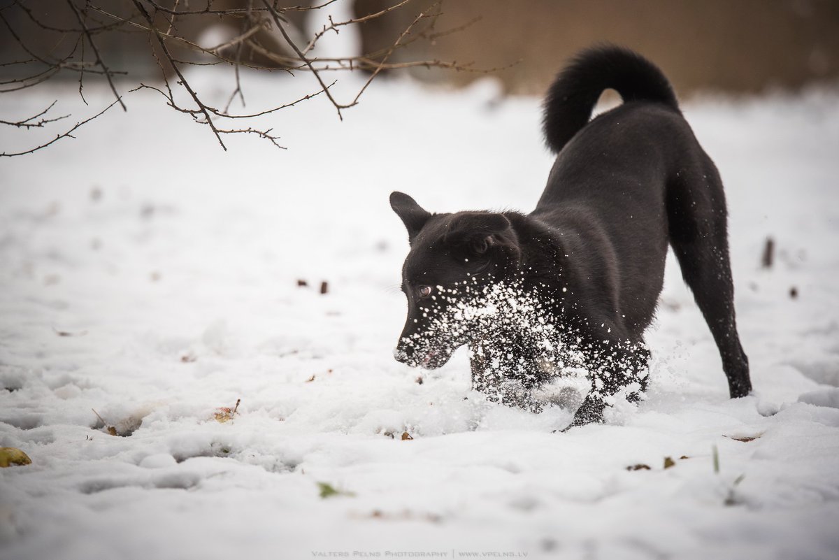 Sala laikā nepaej garām dzīvniekiem, kuriem redzi, ka nepieciešama palīdzība. Viņiem salst tik pat ļoti, cik mums. Ļauj sasildīties telpās!