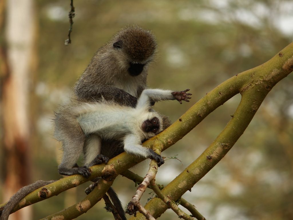 AdventureNcom's tweet image. Sirsho Banerjee's click shared with us in #CaptureAdventure Photo Contest was one of our finalists, isn't it cute?

#WildlifePhotos #Monkeys