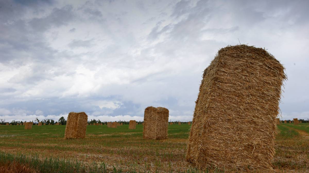 bordermail's tweet photo. Up in smoke. Hay bales are self-combusting due to the high moisture from the winter rain https://t.co/B0MqmN7AiY @NSWFarmers @VicFarmers https://t.co/DluL6tSVKi