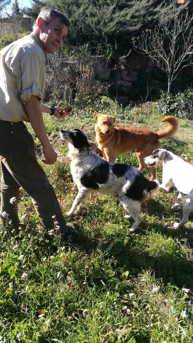 PepiOrtega2's tweet photo. Budyy yeba mucho tiempo residencia nadie pregunta por el es perrito joven muy bueno necesita  una familia lo adopta  695458994 PEPI ORTEGA https://t.co/bm9DfeCcxO