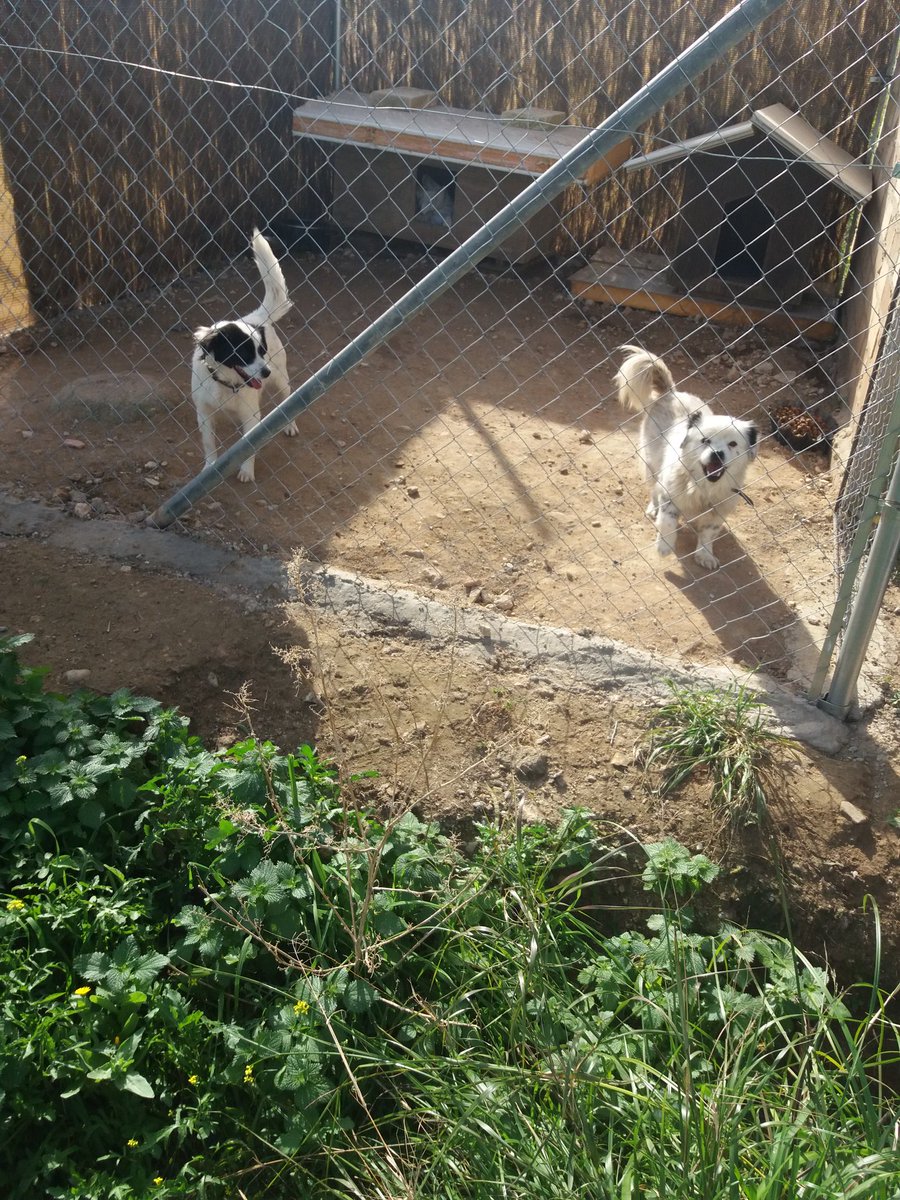 PepiOrtega2's tweet photo. necesito operarla YAIZA 
 de una hernia  ke va creciendo  me ayudais  Caixa ES11 2100 2676 1701 1010 0426

PayPal: copitxuela@hotmail.com https://t.co/mONF95MhWs