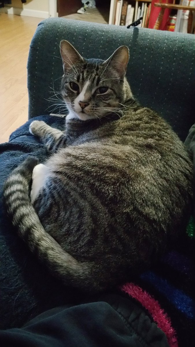 Mouseylu's tweet photo. #TheFuzzy is hogging the couch, making it impossible to get comfortable... and warm. https://t.co/d0uqOoemoJ