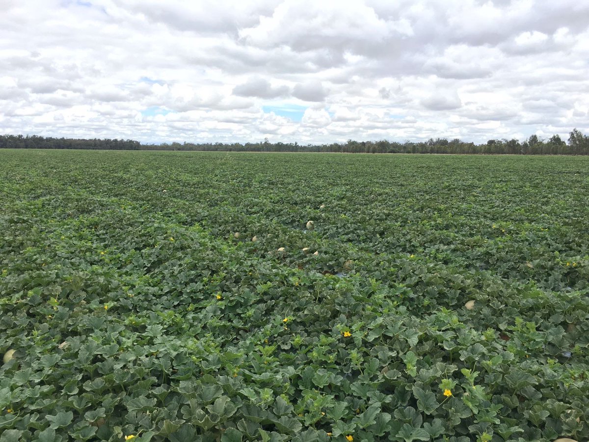 yara_australia's tweet photo. Rock Melons growing well with YaraLiva CALCINIT - Seeing is believing #LastingFreshness #InnerHealth #OuterBeauty https://t.co/8slVnkhd46 https://t.co/NeglaBYMJO