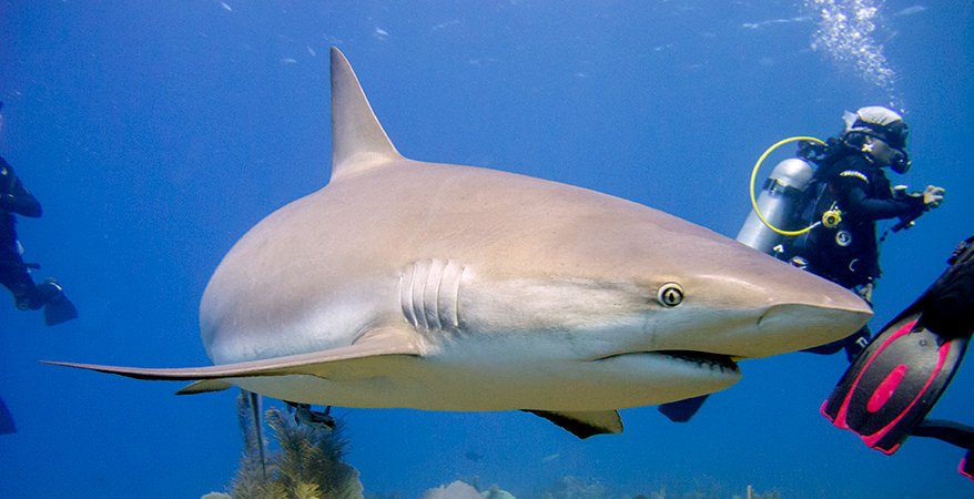 SubiniAA's tweet photo. Diving Holidays in Cuba - The Ultimate Guide #SubiniAA https://t.co/zTLvVb6rvK https://t.co/Ei0cumHFUx