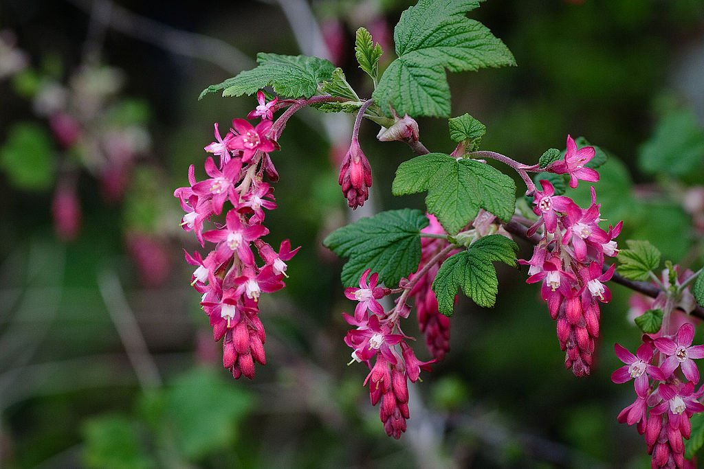 CommunityNature's tweet photo. Please help bees by encouraging your community to grow flowering currants. Bees love them! For more info:
https://t.co/afuYtLH6qC
Please RT https://t.co/eWwpGWfshQ