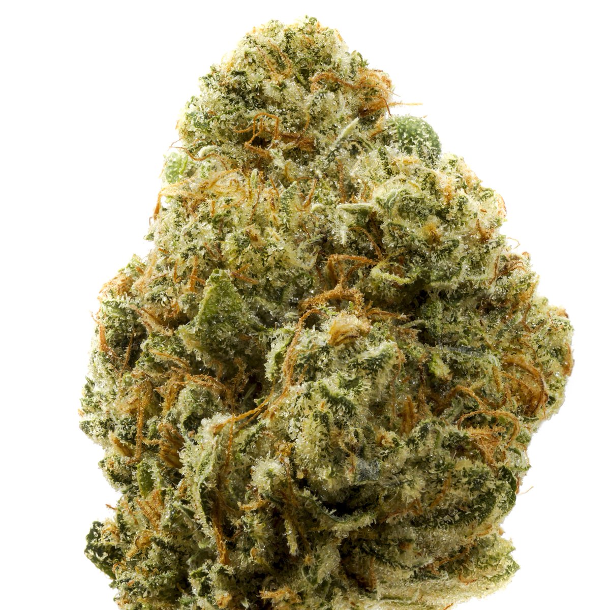 dopedirectory's tweet photo. New Strain Review: 92 Polar Bear OG : https://t.co/Oe9XAdCCJA find it at #ChronicTherapy @ChronicTherapy #Marijuana #Strainhunters #Strain https://t.co/uNpTZeO2Zv