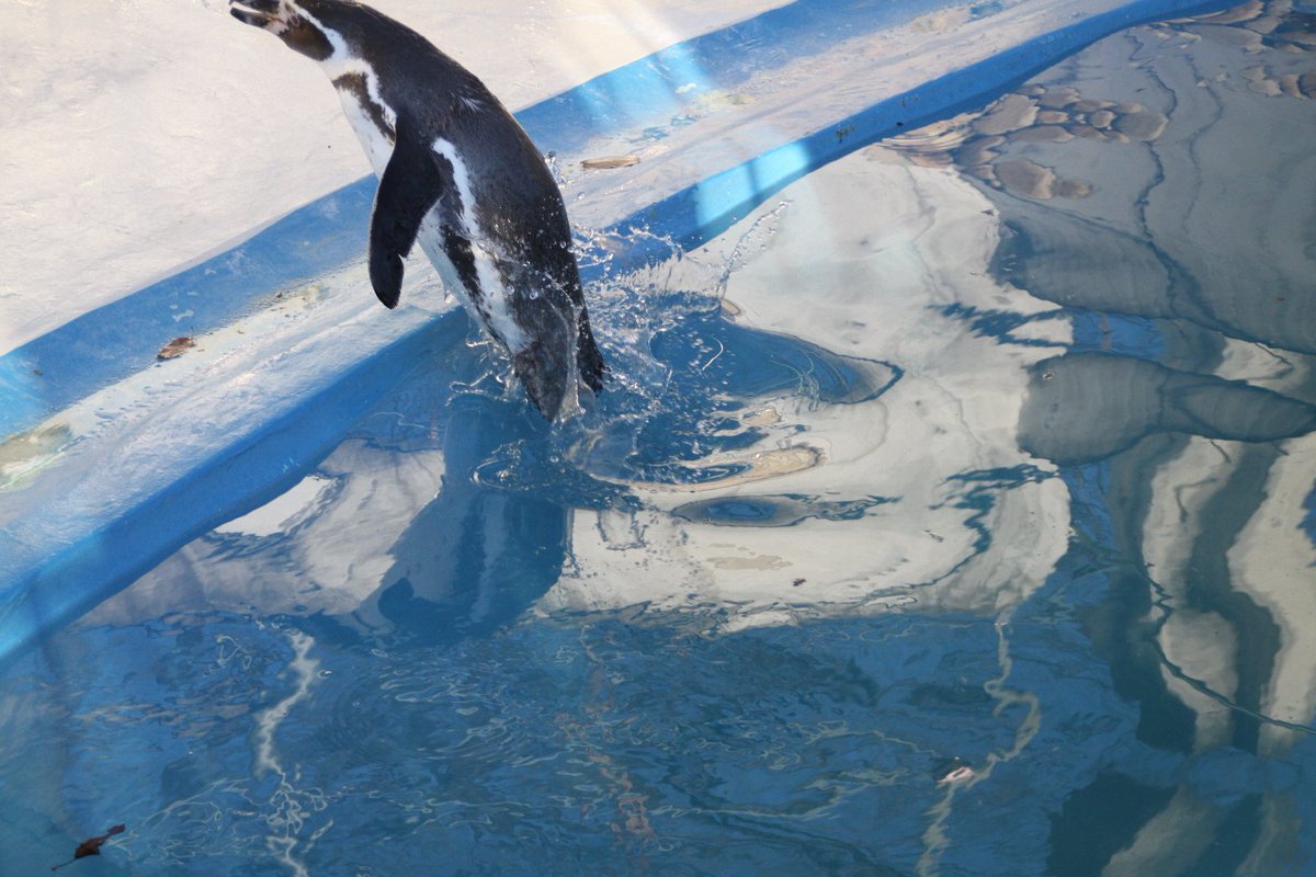 ペンギンが寒中水泳してました＠桐生が丘動物園
飛び上がる瞬間も撮れた（切れてるけど）
#ペンギン #桐生が丘動物園