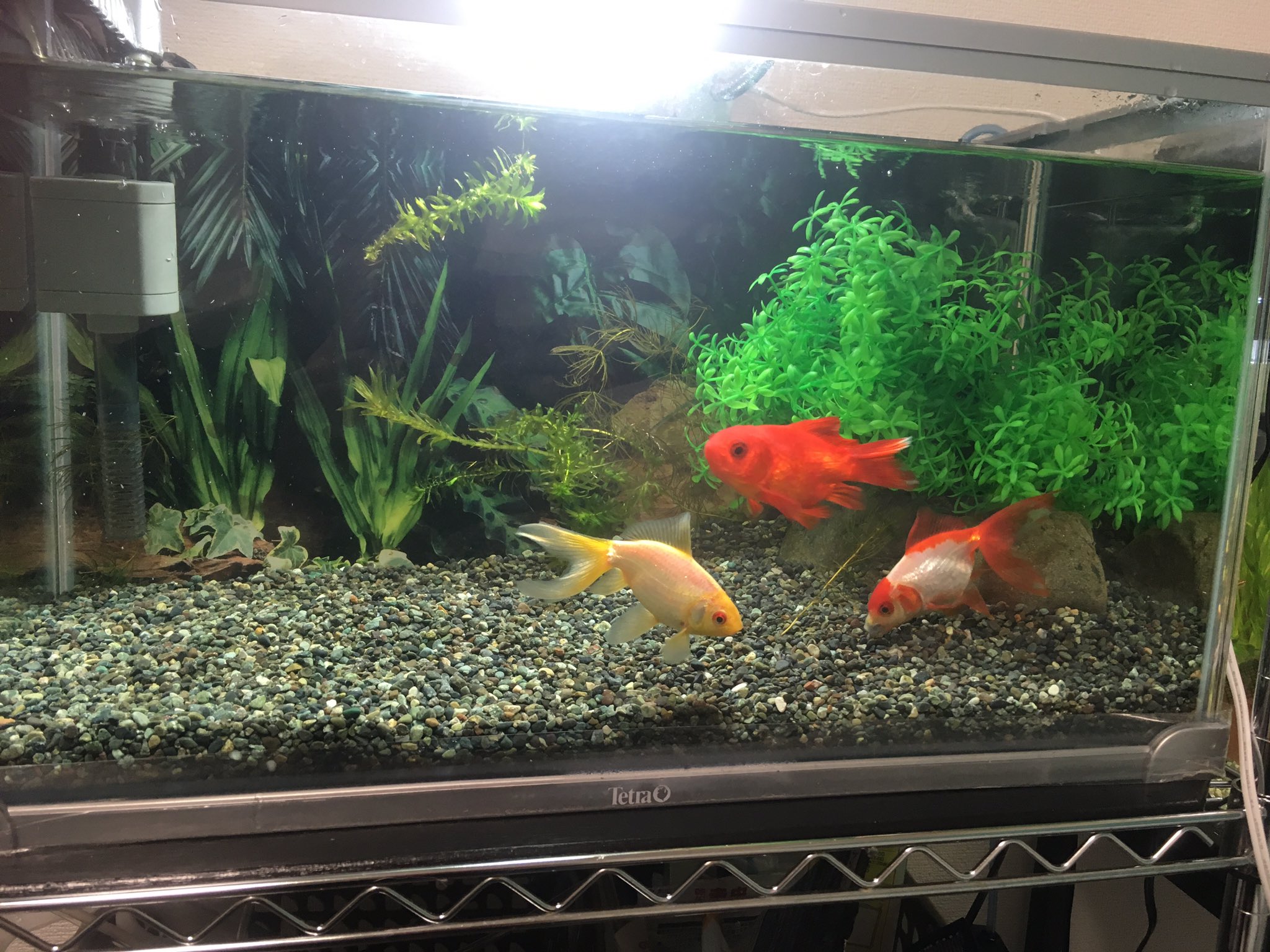 ストイックアクアリウム 金魚水槽 初底面ろ過に挑戦してみました これで大丈夫なんかな めっちゃ不安です T Co Slnn7ull1g Twitter