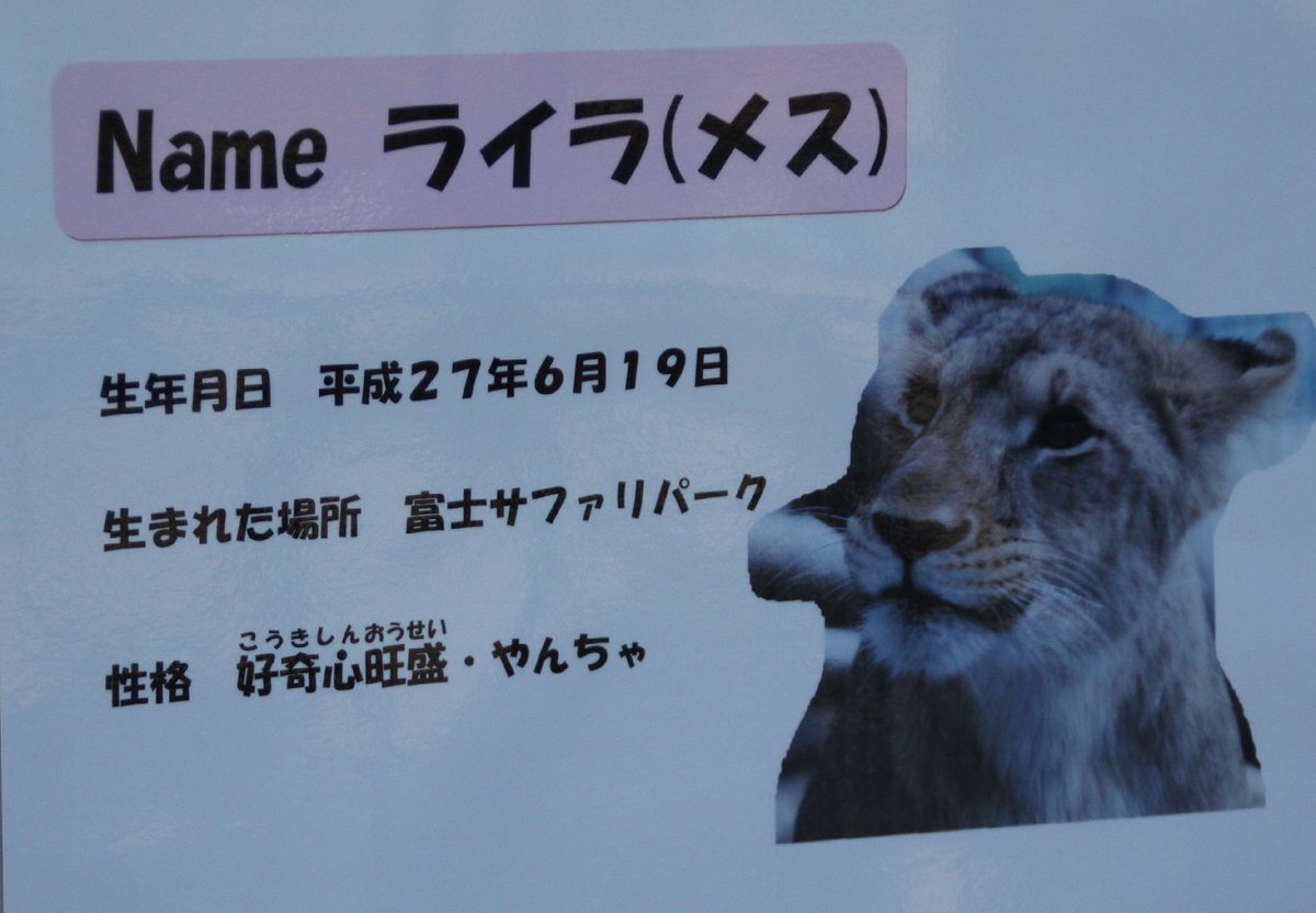 桐生が丘動物園に行ってきました。
ライオンの展示スペース新しくなって観やすくなってました。
チャコ(オス)、ライラ(メス)
#ライオン #桐生が丘動物園